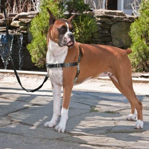 Easy walk tiendanimal clearance