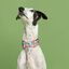 Baona martingale manila de nylon reciclado multicolor para perros, , large indicador imagen numero 2
