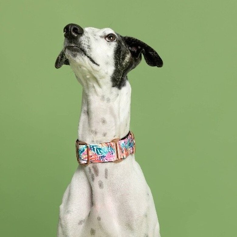 Baona martingale manila de nylon reciclado multicolor para perros, , large image number null