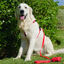 BLAZE - Arnés Ajustable H para perros Tail and Tropic, , large indicador imagen numero 4