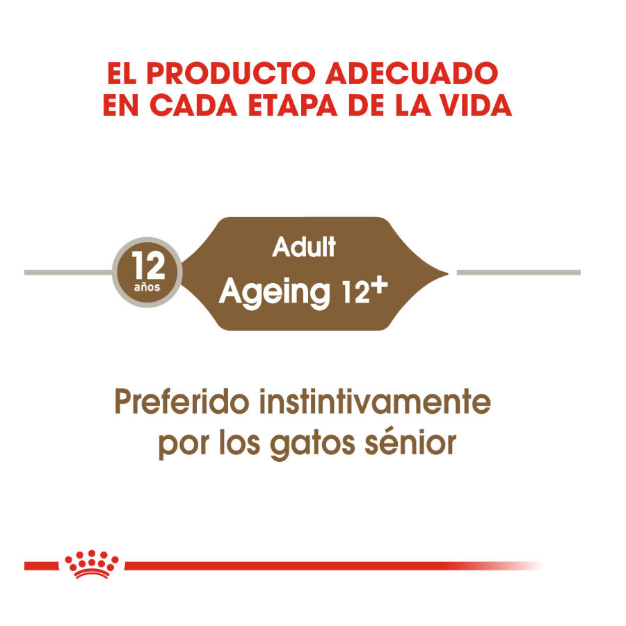 85 g Royal Canin Ageing 12+ gelatina sobres para gatos, , large Imagen numero 6