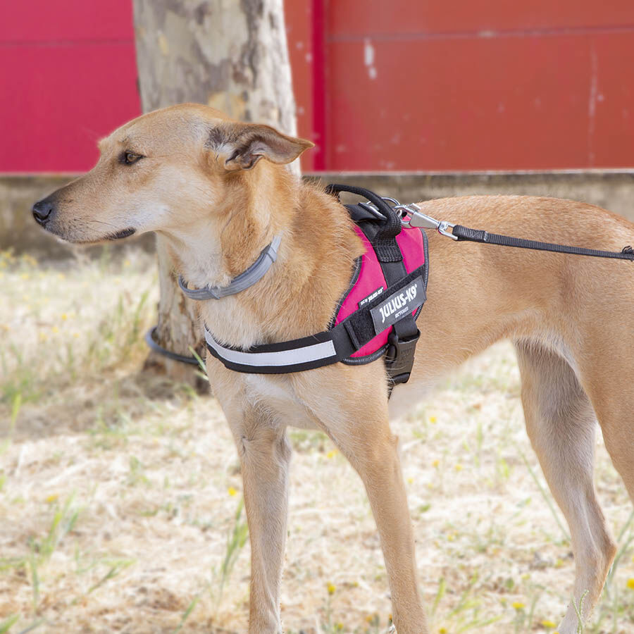 Julius K-9 IDC Arn&eacute;s Magenta para perros, , large Imagen numero 2