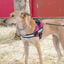 Julius K-9 IDC Arnés Magenta para perros, , large indicador imagen numero 2