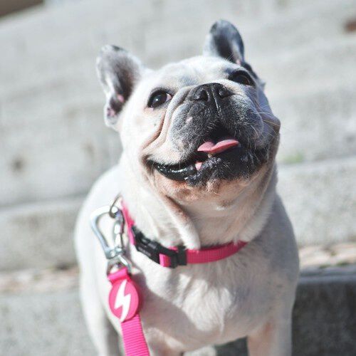 Collar para perros color Rosa, , large Imagen numero 2