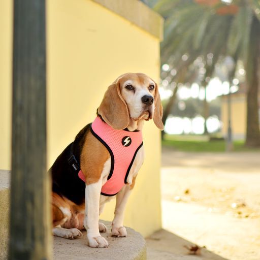 Dashi neo mesh stripes arn&eacute;s rosa y negro para perros, , large Imagen numero 4