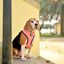 Dashi neo mesh stripes arnés rosa y negro para perros, , large indicador imagen numero 4