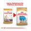 12 kg Royal Canin Puppy Bulldog pienso para cachorros, , large indicador imagen numero 3