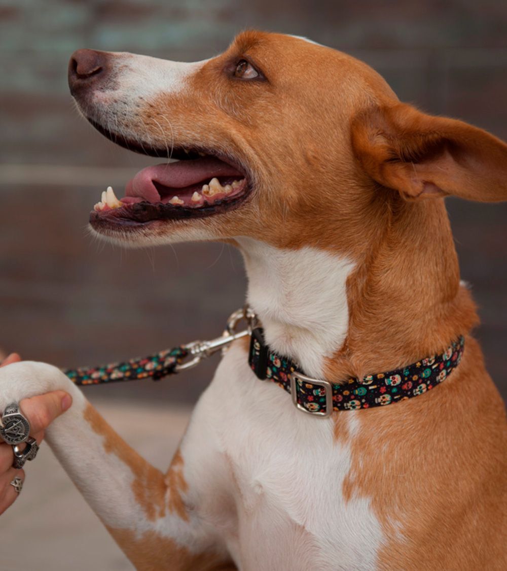 Collar Pamppy Funny Calavera Mexicana color Multicolor thumbnail