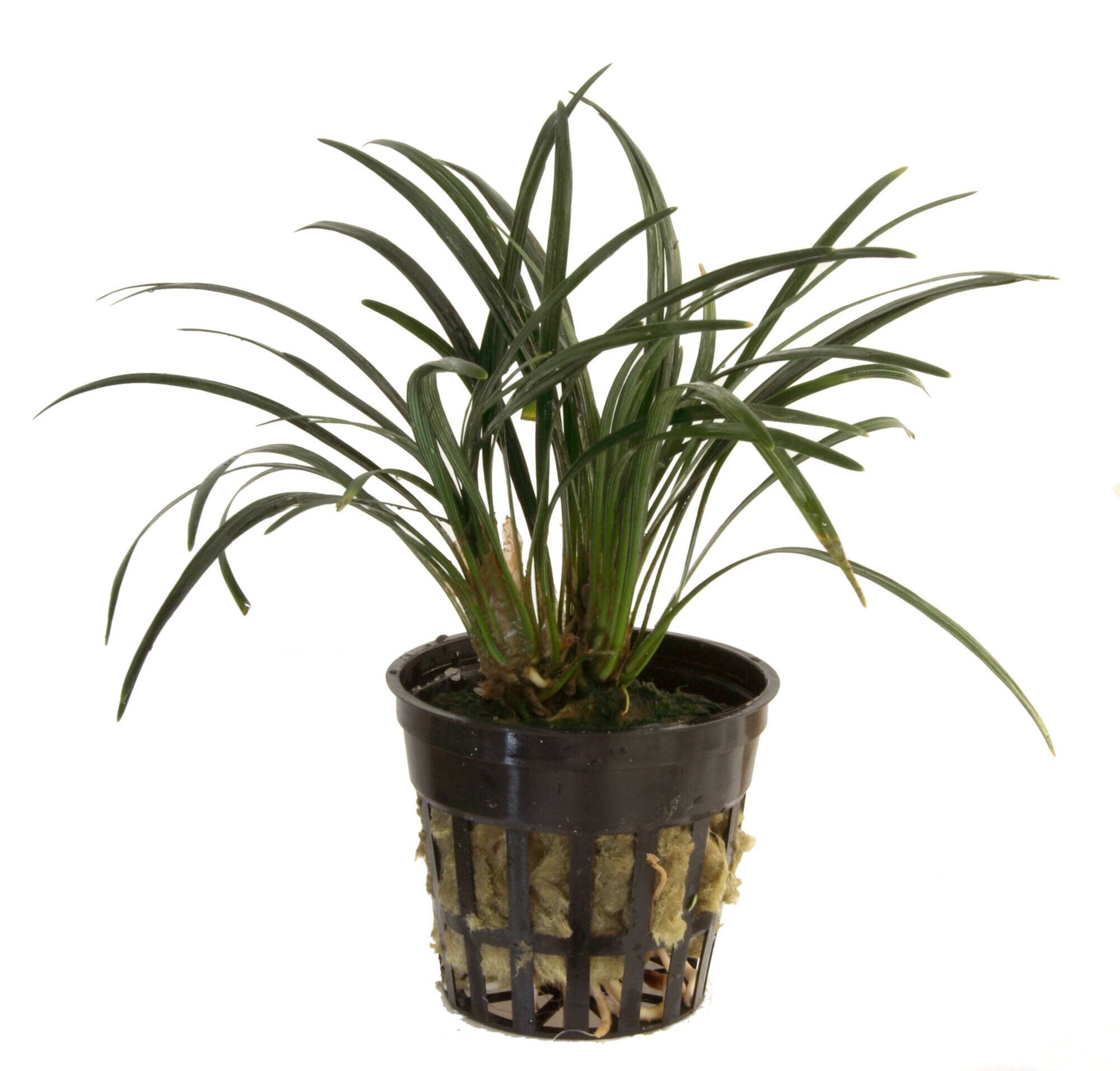 Tropica Iberia Planta Ophiopogon Kyoto dwarf