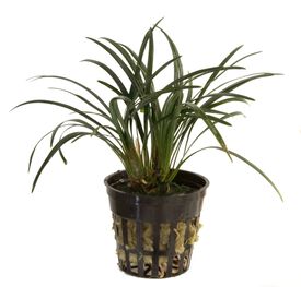 Tropica Iberia Planta Ophiopogon Kyoto dwarf