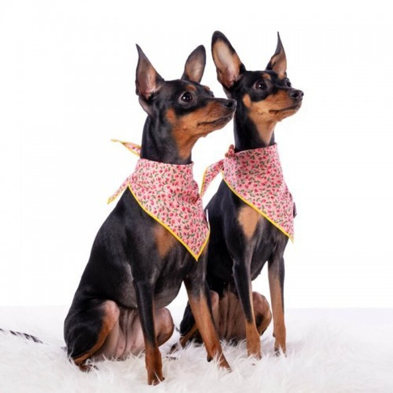 Bandana para perros estampado liberté color Rosa, , large image number null