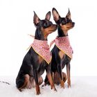 Bandana para perros estampado liberté color Rosa, , large image number null
