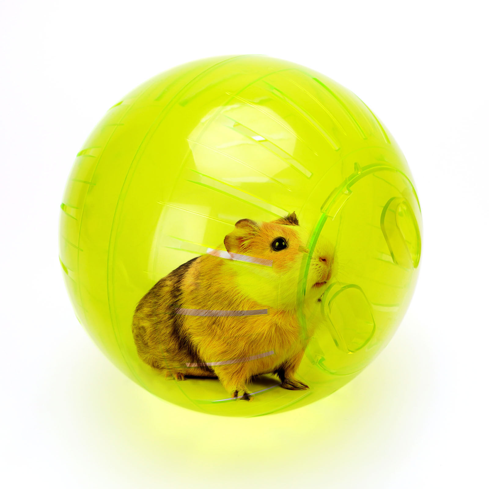 Nobleza Pelota De Ejercicio para hámsters thumbnail