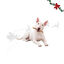 1 pack x 15 uds. Wonder Christmas Palitos Col&aacute;geno con Pavo Snacks para perros, , large indicador imagen numero 1