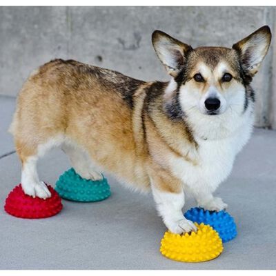 Accesorio de equilibrio de patas para perros