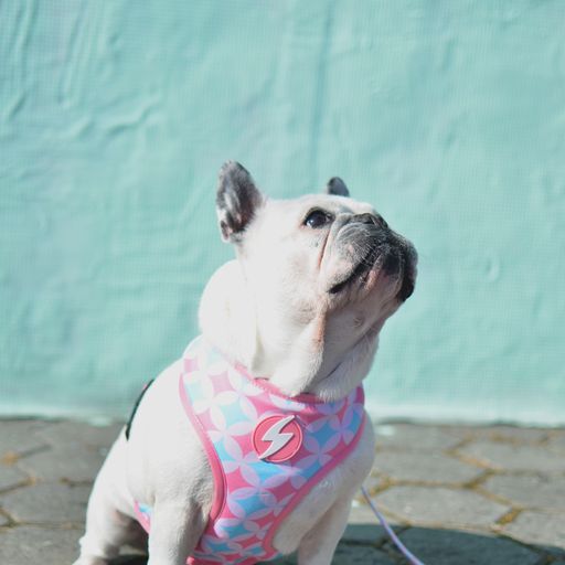 Arn&eacute;s Neo Mesh Coral para perros color Multicolor, , large Imagen numero 4