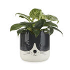 Balvi Maceta Kitty Color Negro y blanco Original maceta con diseño de gatito Cerámica 13,7x13,5x13,5 cm, , large image number null