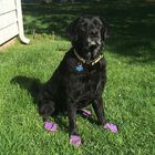 Botas de caucho natural Pawz para perros color Morado, , large image number null