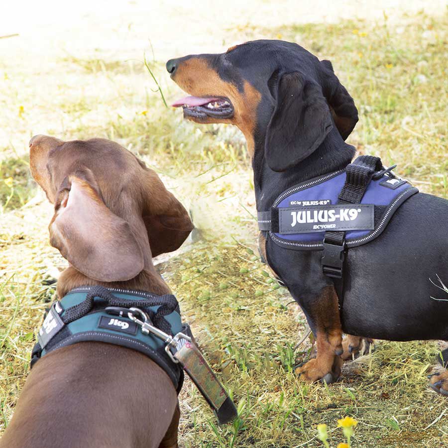 Julius K-9 IDC Arnés Verde para perros thumbnail