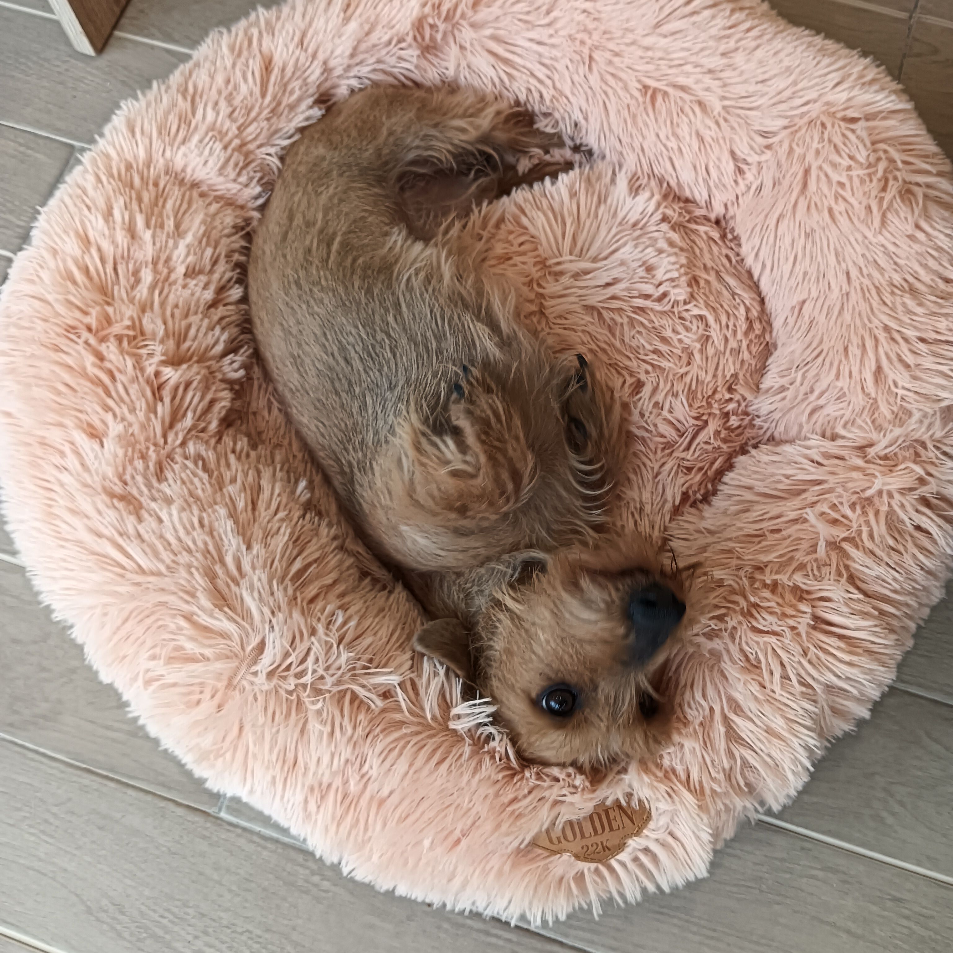 Golden 22k Cama donut melocotón para mascotas pequeñas thumbnail