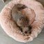 Cama donut Golden 22k para gatos y perros pequeños (diámetro 60cm), , large indicador imagen numero 3