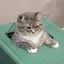 PawHut Arenero Plegable para gatos, , large indicador imagen numero 5