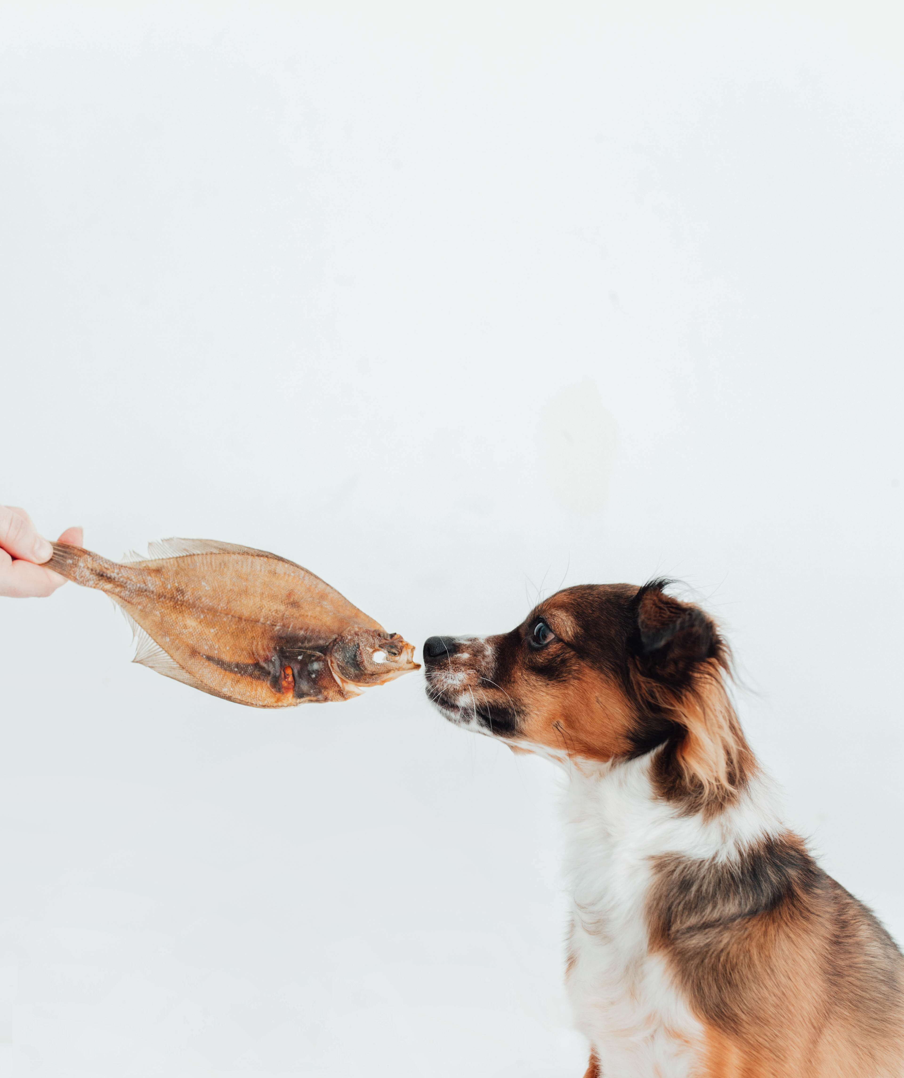 BIMORBOX Cachorros Pequeños – Pack Ahorro con Juguete, Mordedor de Olivo y Snacks Sin Aditivos thumbnail