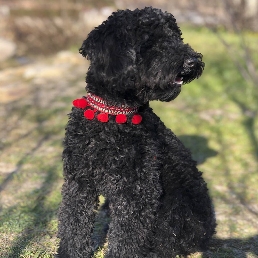 Ladran Gaucho Collar Frida para perros, , large Imagen numero 5