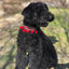 Ladran Gaucho Collar Frida para perros, , large indicador imagen numero 5