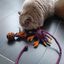 Peluche cangrejo juguete para gato de fieltro de lana artesanal Griffe, , large indicador imagen numero 2