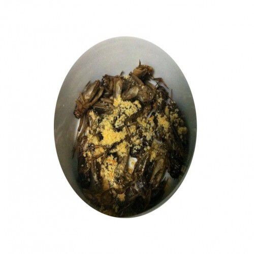 Grillos deshidratados para petauros sabor Neutro, , large Imagen numero 2