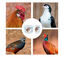 Probiótico Natural para Reforzar la Salud Intestinal de tus Aves de Corral | Poultry Plus (400g) | Mejora de la Fertilidad y La Puesta de Huevos, , large indicador imagen numero 2