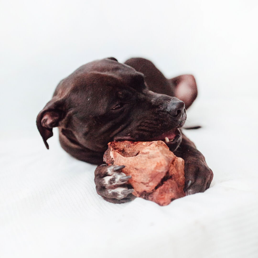 BIMORDISCOS Ra&iacute;z de brezo para perros Pack 2 x M, , large Imagen numero 2