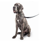 Beaphar Gentle Leader Collar de adiestramiento Negro para perros, , large image number null
