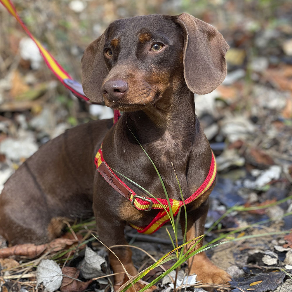 Ladran Gaucho Arnés España hecho a mano para perros thumbnail