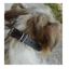 Yago Collar de Cuero para perros, , large indicador imagen numero 2