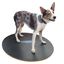 FitPAWS Tabla de equilibrio negro 50 cm, , large indicador imagen numero 2