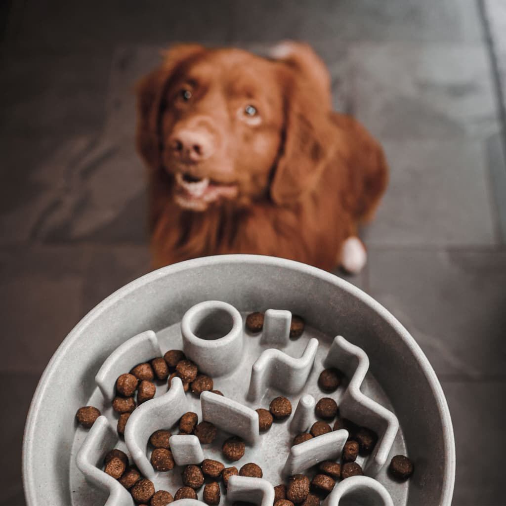 District70 Comedero Antivoracidad para perros thumbnail