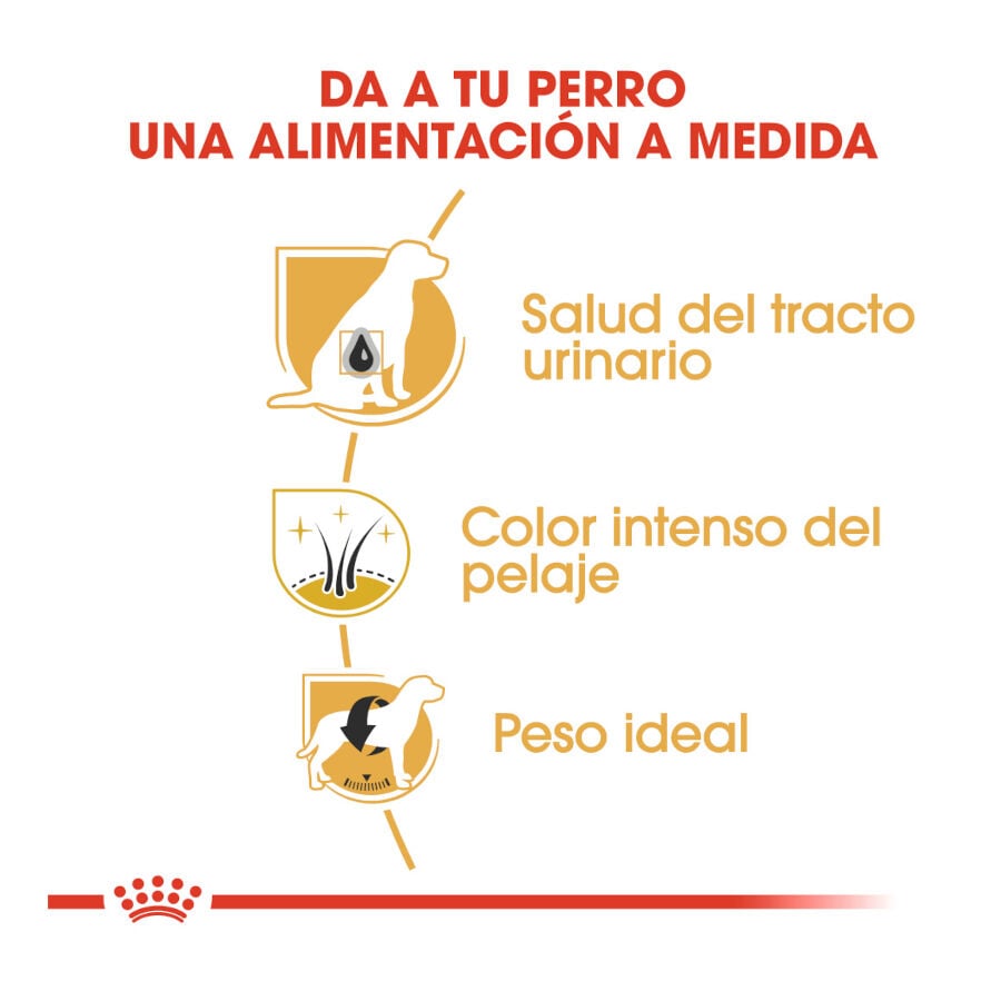 7.5 kg Royal Canin Adult Miniature Schnauzer pienso para perros, , large Imagen numero 6