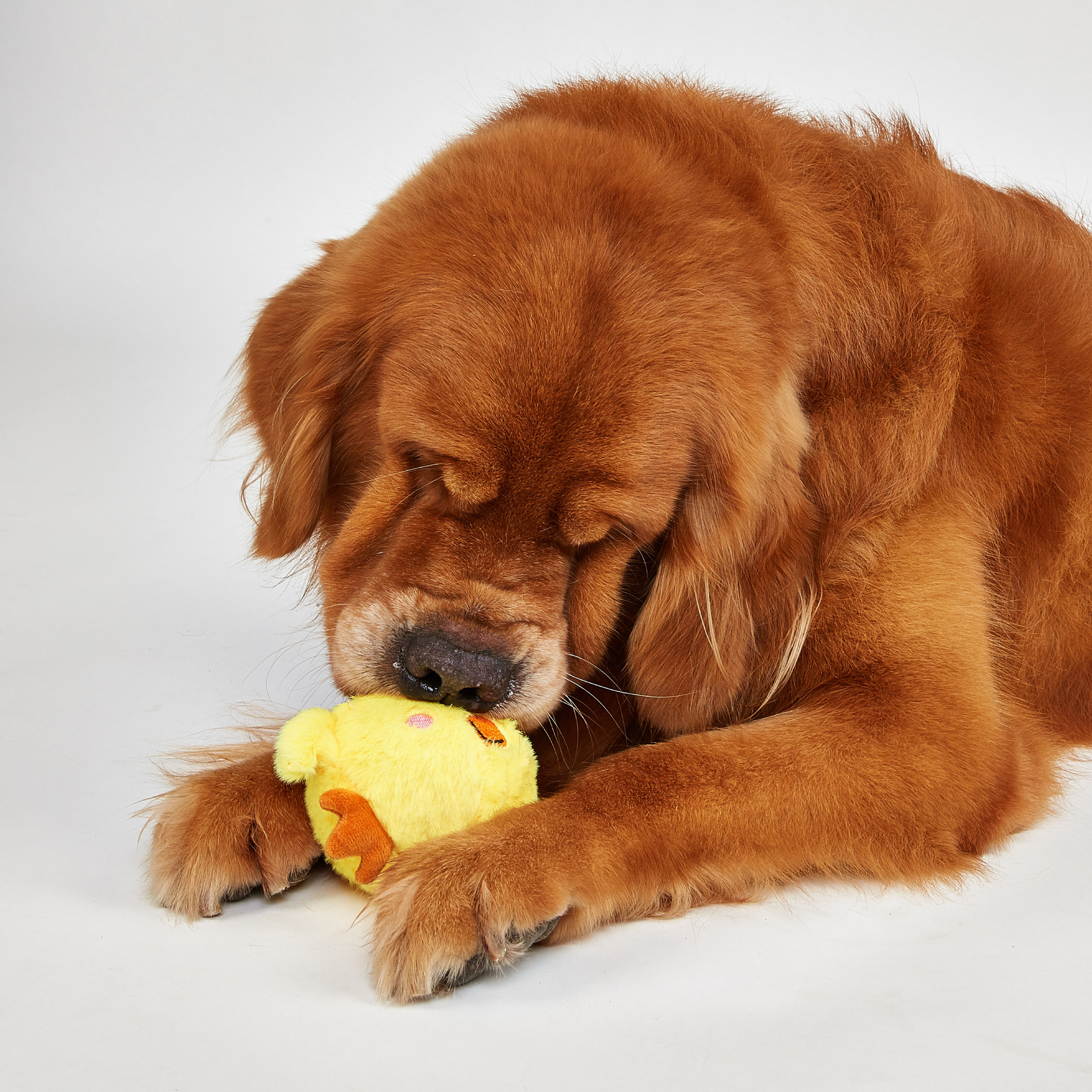 Juguetes Peluche Toss & Fetch para Perros (2 uds) &ndash; Pollito & Oveja con Pelota, , large Imagen numero 3