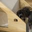 PawHut Caseta para Perros de Madera Cama de Interior para Cachorros, , large indicador imagen numero 4