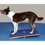 FitPAWS Tabla balanc&iacute;n gigante azul 75x75 cm, , large indicador imagen numero 3