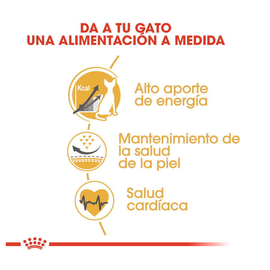 Royal Canin Adult Sphynx pienso para gatos thumbnail