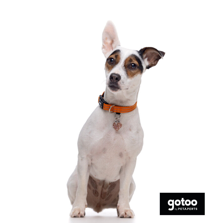 Gotoo Collar de nylon reflectante naranja para perros, , large Imagen numero 7