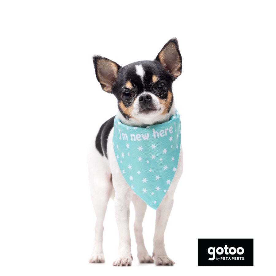 Gotoo Bandana estampada verde para perros, , large Imagen numero 3