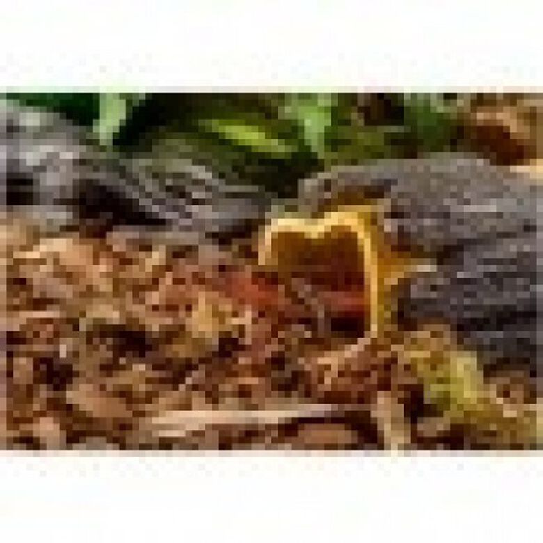 Cueva húmeda Wet Log para reptiles thumbnail