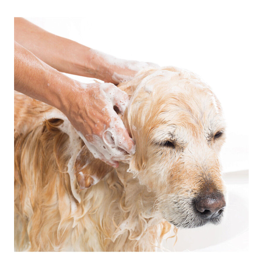 Beaphar Champ&uacute; Repelente para perros y gatos, , large Imagen numero 6