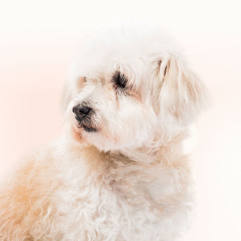 Beaphar Limpiador de Lagrimal para perros y gatos thumbnail