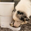 Yupiter® GalaxyGourmet 5000 Smart Feed Dispensador automático de comida para perros y gatos, , large indicador imagen numero 5