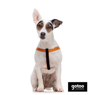 Gotoo Arnés reflectante de neopreno naranja para perros